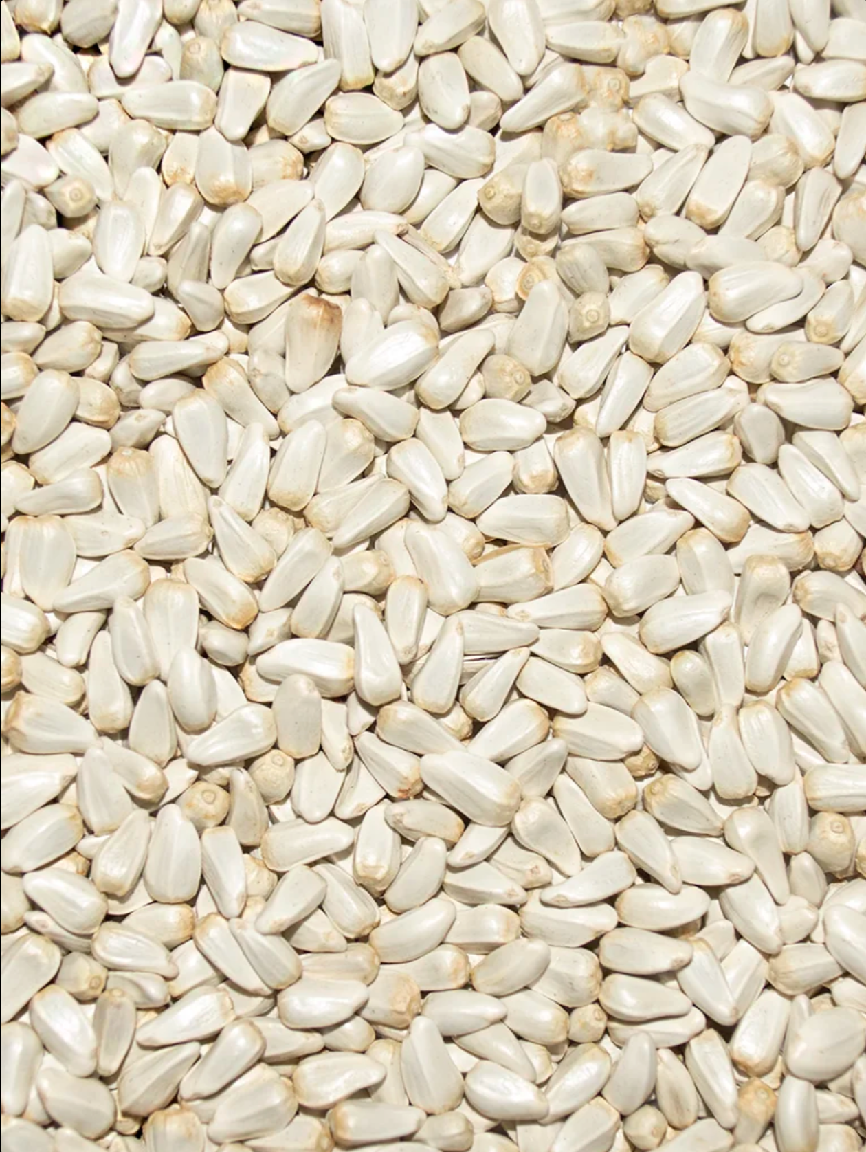 Safflower Seed 50lb image 0