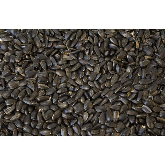 Black Oil Sunflower Bird Seed - 20lb image 1