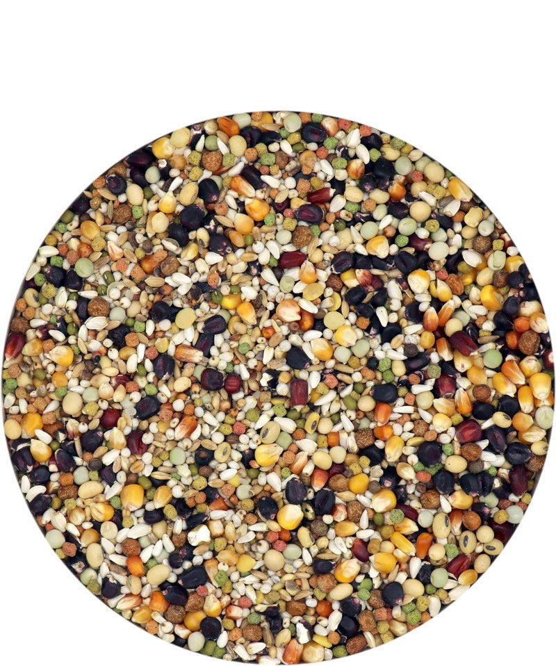 Black Label Champion (Versele-Laga) Racing Pigeon Feed image 1