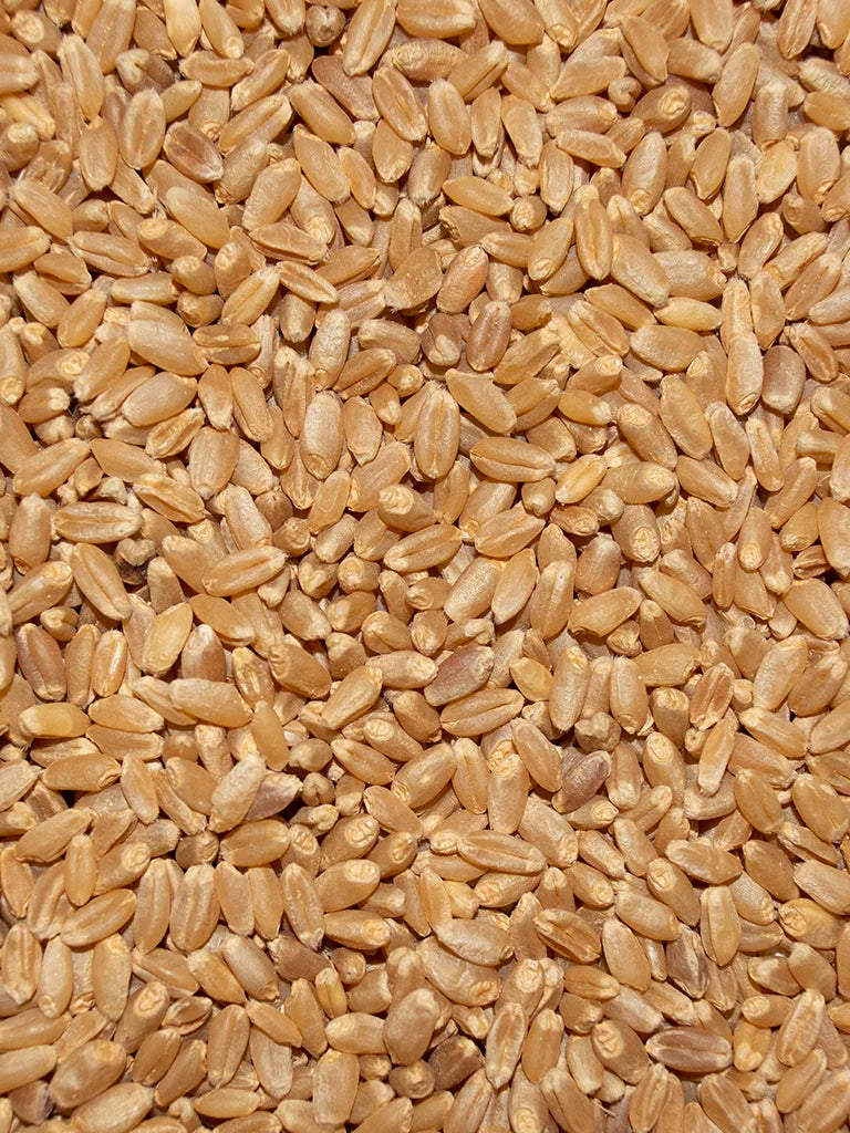 Recleaned Wheat - 50lb