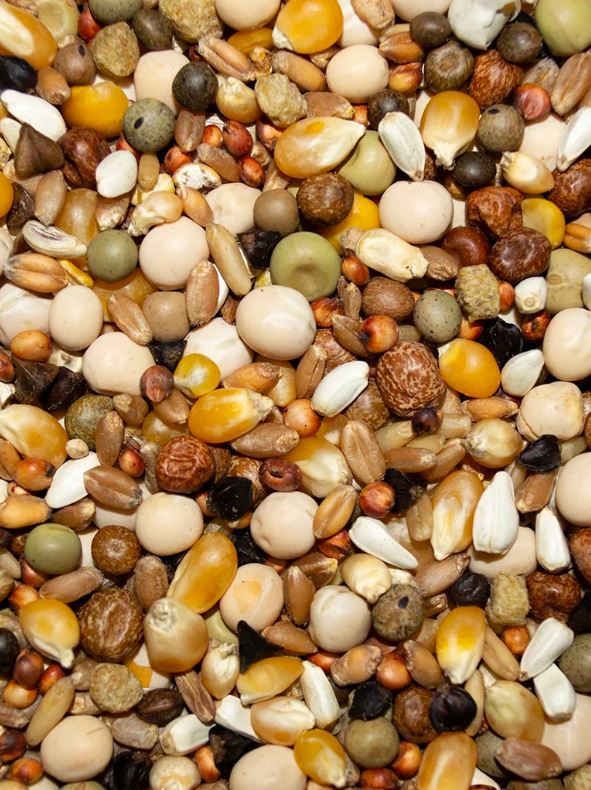 Winner's Cup 17.5% Platinum Popcorn Pigeon Food, 50-LB image 0