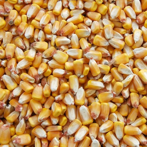 Recleaned Whole Corn 50lb image 0