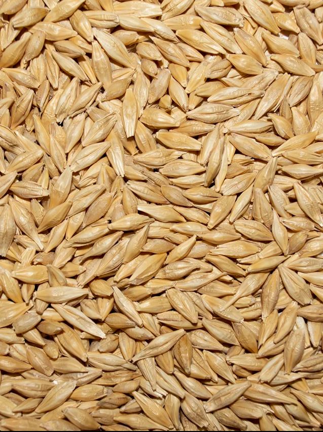 Recleaned Barley, 50 LB image 0