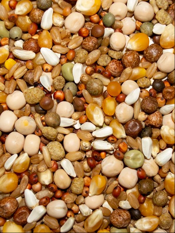 Winner's Cup 16% Gold Popcorn Pigeon Food, 50-LB image 0