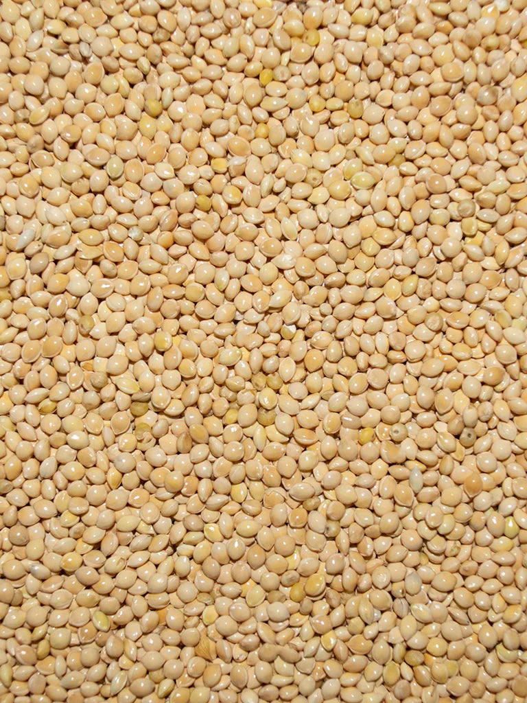 White Proso Millet - 50lb