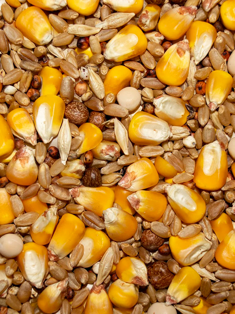 Economy Whole Corn 11% - 50lb