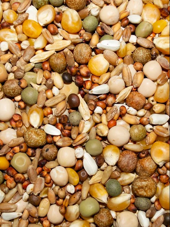 Winner's Cup 14% Deluxe Popcorn Pigeon Food, 50-LB image 0