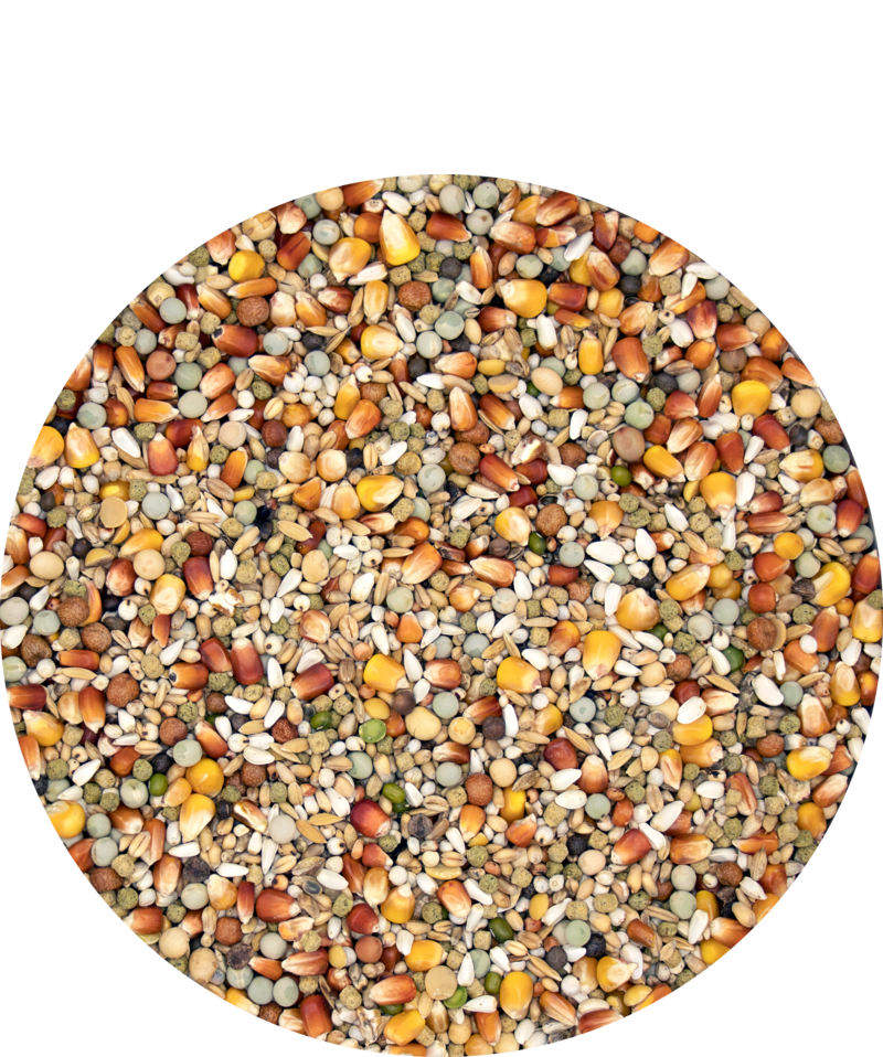 VERSELE-LAGA CHAMPION I.C. PLUS image 1